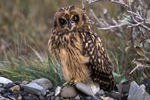 North Slope Prints: short-eared owl, Asio flammeus, North Slope of the Brooks Range, central Arctic coast