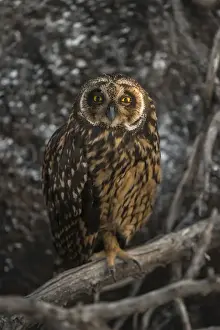 Subspecies Prints: Short-eared Owl (Asio flammeus galapagoensis) Tower Island Genovesa Island