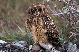 Images Dated 9th November 2005: short-eared owl, Asio flammeus, North Slope of the Brooks Range, central Arctic coast