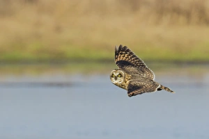Fauna Prints: Short-eared Owl in Flight