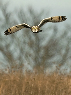 Prints of Short-eared owl flying, New Jersey, USA Images Dated 2024 December: Short-eared owl flying, New Jersey, USA