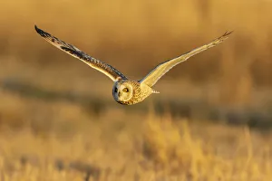 Nature Prints: Short-eared owl flying, Prairie Ridge State Natural Area, Marion County, Illinois