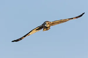 Images Dated 13th August 2021: Short-eared owl flying, Prairie Ridge State Natural Area, Marion County, Illinois