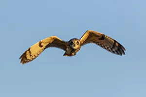 Images Dated 13th August 2021: Short-eared owl flying, Prairie Ridge State Natural Area, Marion County, Illinois