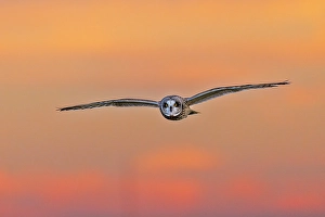 Images Dated 26th June 2024: Short-eared owl flying at sunset, Marion County, Illinois