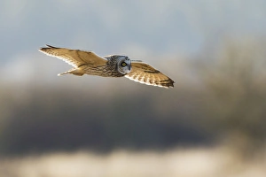 Fauna Prints: Short-eared Owl Hunting