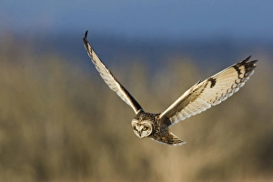 Short-eared Owl Hunting