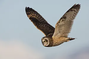 Short-eared owl hunting