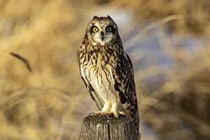 Ninepipe National Wildlife Refu Prints: Short-eared owl at Ninepipe National Wildlife Refuge, Montana, USA