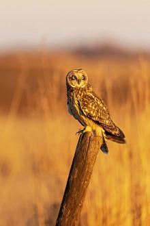 Images Dated 26th June 2024: Short-eared owl perched on fence post Prairie Ridge State Natural Area