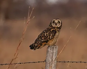 Images Dated 2022: Short eared owl resting on fence post