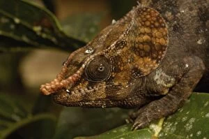 Images Dated 28th December 2005: Short-horned Chameleon (Calumma brevicornis) in Madagascar, Africa