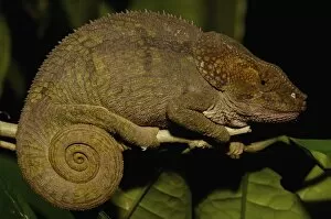 Images Dated 31st December 2005: Short-horned Chameleon (Calumma brevicornis). Madagascar, Africa