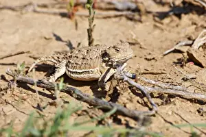 Hidden Prints: Short-horned Lizard (Phrynosoma douglasi) in Wyoming high desert sagebrush country east of Cody