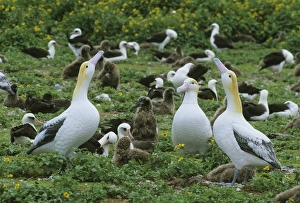 Sea Bird Prints: Short-tailed Albatross, (Diomedea albatrus), decoys to lure birds to eastern island