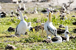 Seabird Prints: Short-tailed Albatross (Phoebastria albatrus) decoys