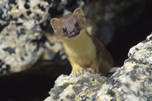 Rodent Prints: Short-tailed weasel