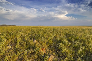 Images Dated 25th June 2012: Shortgrass praire at the Bitter Creek Wilderness Study Area near Hinsdale, Montana, USA