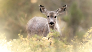 Images Dated 12th September 2014: Shoshone National Forest, Wyoming. Young Mule Deer in Foliage