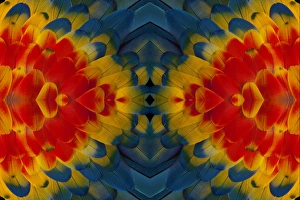 Images Dated 1st April 2010: Shoulder, coverts feathers of the Scarlet Macaw