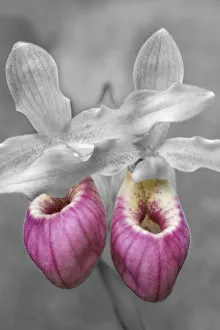 Prints of Showy Ladys Slipper Images Dated 2021 February: Showy Ladys Slipper