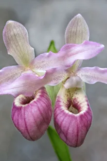 Images Dated 14th February 2021: Showy Ladys Slipper