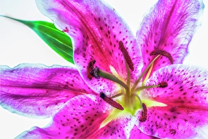 Lee Klopfer Prints: Showy lily