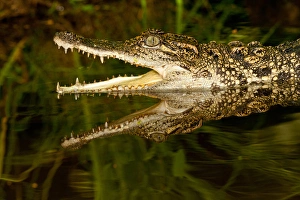 Crocodile Prints: Siamese Crocodile, Crocodylus siamensis, Native to Indonesia