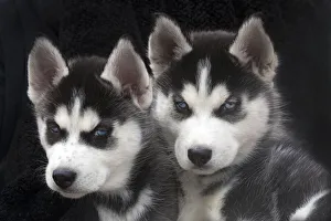 Jim Zuckerman Prints: Siberian husky puppies close-up