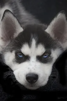 Puppy Prints: Siberian husky puppy close-up