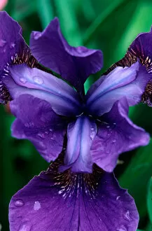 Images Dated 28th December 2006: Siberian Iris, Iris sibrica, Butchart Gardens, British Columbia, Canada