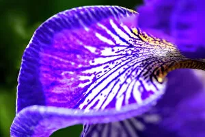 Floral & Botanical Gallery: Siberian Iris, USA