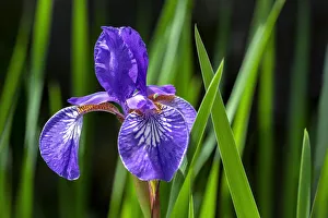 Siberian Iris, USA