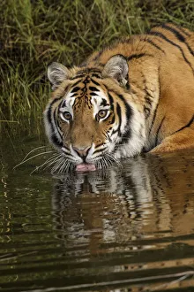 Siberian Tiger reflection while drinking, Panthera tigris Altaic Captive Siberian Tiger reflection while drinking, Panthera tigris Altaic Captive