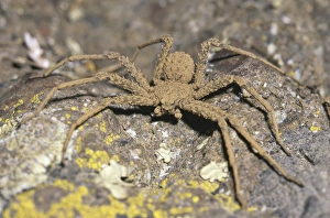 Spider Prints: Sicarius, Atacama Desert, Chile. Is a genus of venomous spiders, the best known being