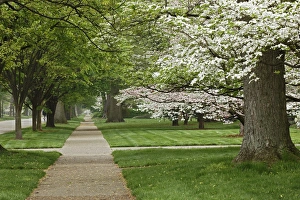 Pathway Prints: Sidewalk and flowering dogwood trees in spring, Audubon Park neighborhood, Louisville