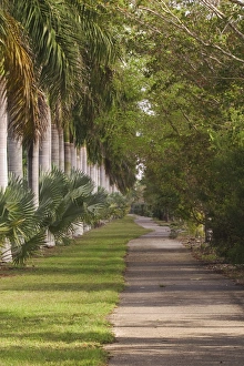 Miami Prints: Sidewalk lined with palm trees Miami, Florida
