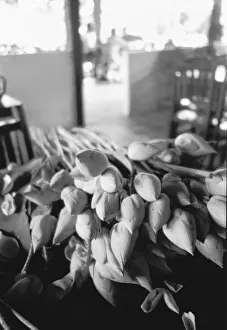 Siem Reap Prints: Siem Reap Cambodia, Lotus Flowers