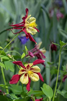 Images Dated 22nd January 2021: Sierra columbine