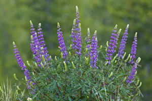 Lupine Prints: Sierra lupine, Tuolumne Meadows, Yosemite National Park, California