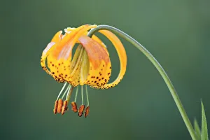 Lily Prints: Sierra Tiger Lily, Yosemite National Park, California