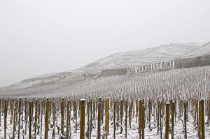 Images Dated 16th April 2005: Sign Paul Jaboulet Aine, M Chapoutier, the Les Greffeux vineyard in front. The Hermitage