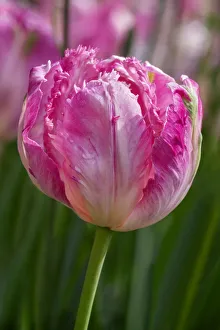 Images Dated 22nd January 2021: Sign of Spring