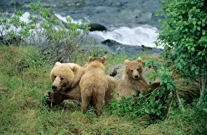 Parenting Prints: A signal horn is also widely used, When traveling in bear country I keep bear spray