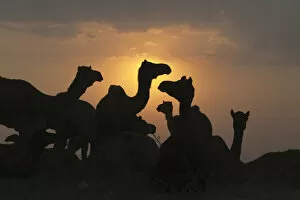 Images Dated 2nd November 2006: Silhouette of camels in the desert at sunrise, Pushkar Camel Fair, Pushkar, Rajasthan