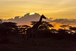 Mammals Prints: Silhouette of Masai giraffe, walking past already darkened acacia trees, cloud formations