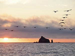Prints of Silhouette of pelican in flight over water. Rialto Beach, Olympic Peninsula, Washington State Images Dated 2024 September: Silhouette of pelican in flight over water