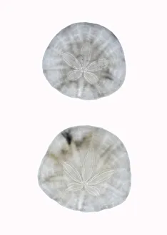 White Background Prints: Silhouette Sand dollars