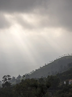 Tamil Nadu Prints: Silhouette of trees on hilltop, Conoor, Tamil Nadu, India