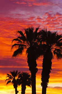 Images Dated 2nd April 2011: Silhouetted palms against clouds at sunrise, Anza-Borrego Desert State Park, California